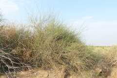 Leptadenia pyrotechnica